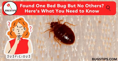 How to Know If I Have Bed Bugs on My Bed