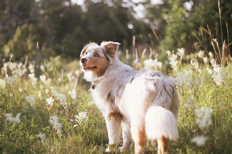 isabelle mackenzie elle