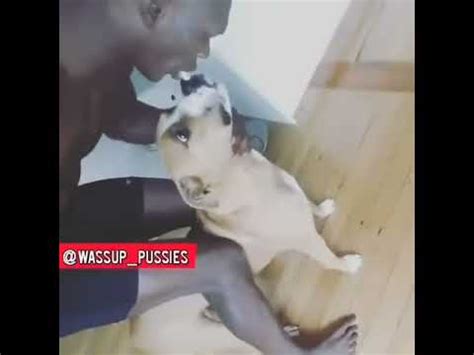 israel adesanya dog incident