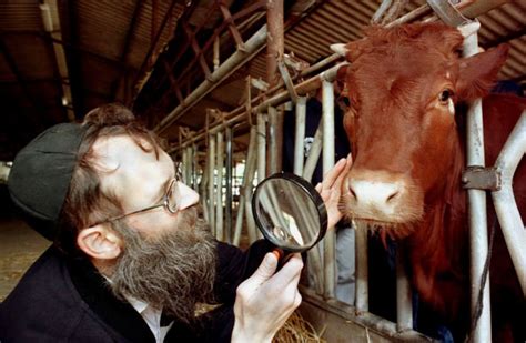 israel red heifer news