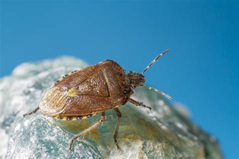 Issaquah bugs