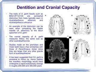 it has roughly tripled in size since australopithecines