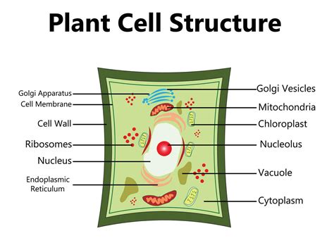 It Provides Support And Structure Of The Plant's Cell