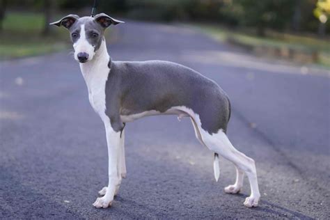 italian greyhound for sale uk