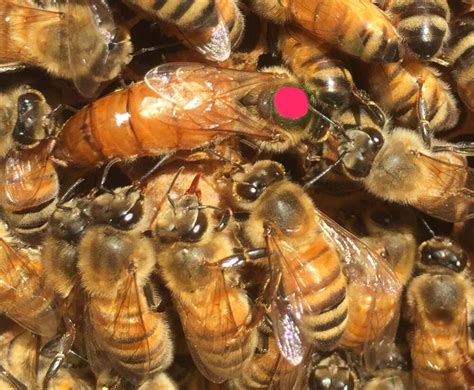 italian queen bees for sale near me