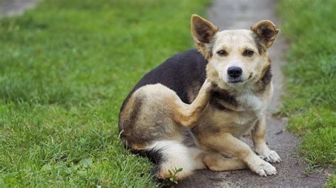 Itchy Dog Causes