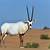 its national animal is the arabian oryx