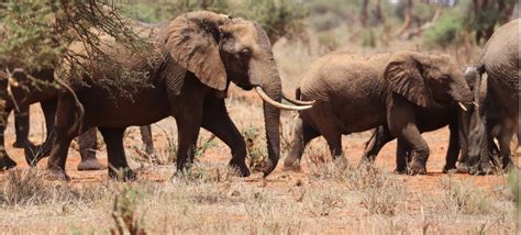 iucn african elephant specialist group
