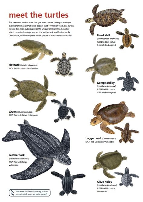 iucn red list sea turtles