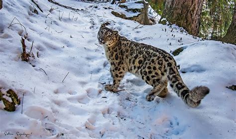 iucn red list snow leopard