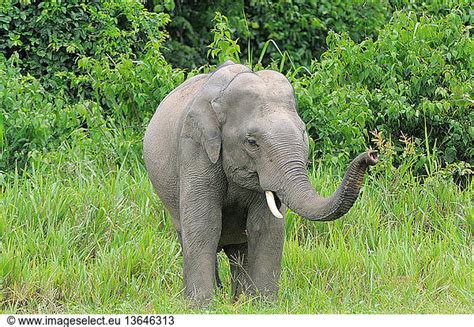 iucn status of asian elephant