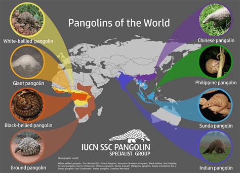 iucn status of pangolin