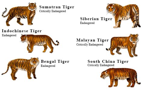 iucn status of tiger