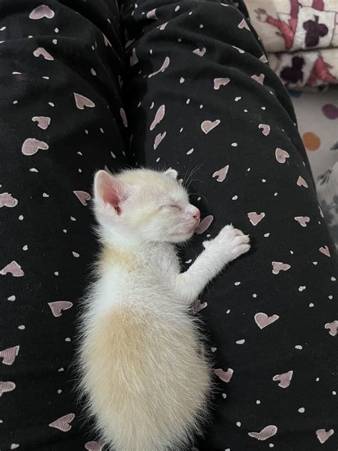 Shocking Truth Behind Ive Snorted a Kitten: An Ethical Dilemma Explained