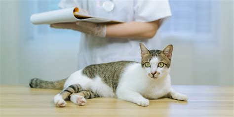 ivermectin gel for cats