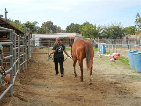 ivey ranch equestrian volunteers