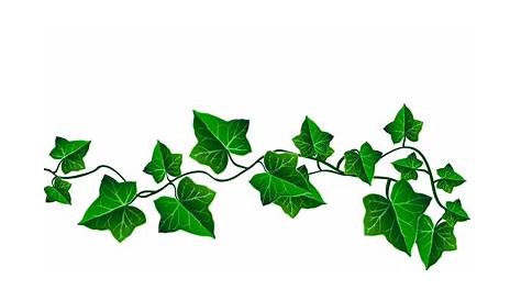 Free Clipart Of An ivy border