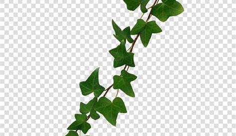 Free Ivy Cliparts, Download Free Ivy Cliparts png images, Free ClipArts