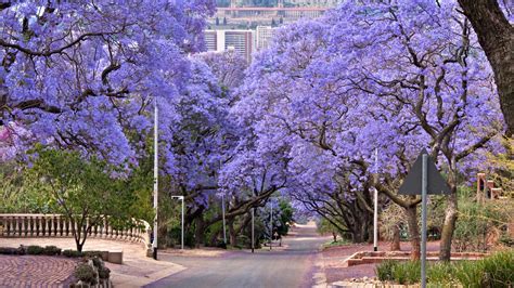jacaranda trees Pretoria