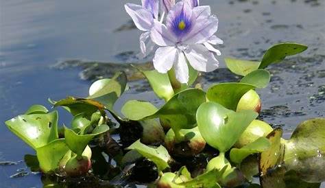 Jacinthe Deau Fleur De D'eau Photo Stock. Image Du Lacs, Vert