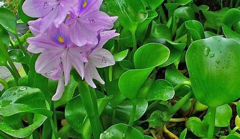 Jacinthe Deau D'eau (Eichhornia Crassipes) Allée Fleurie