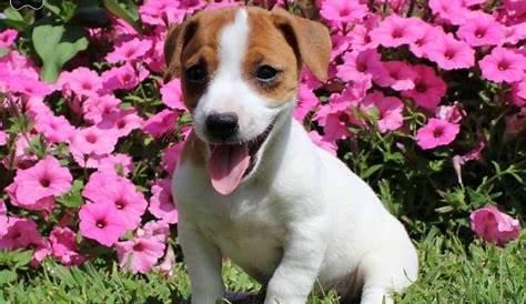 Jack Russell Brittany Spaniel Mix