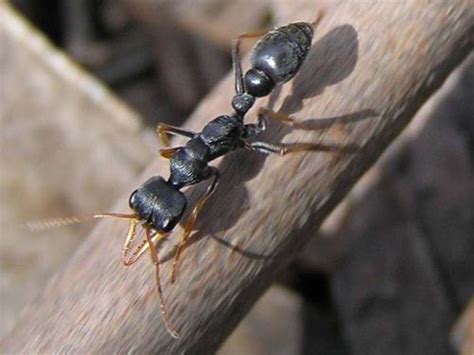 Rare Jack Jumper Ant Menace: What You Need to Know