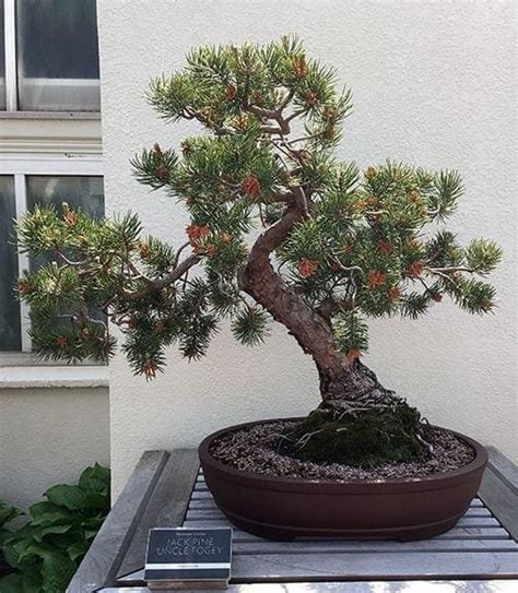 Jack Pine Bonsai Care