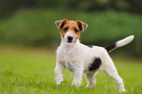 jack russell a pelo lungo