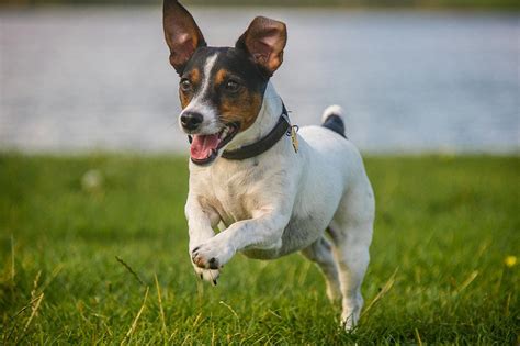 jack russell adult weight