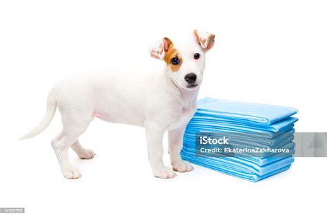 Jack Russell Diapers