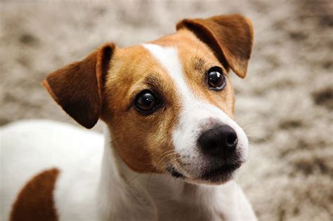 jack russell information and facts