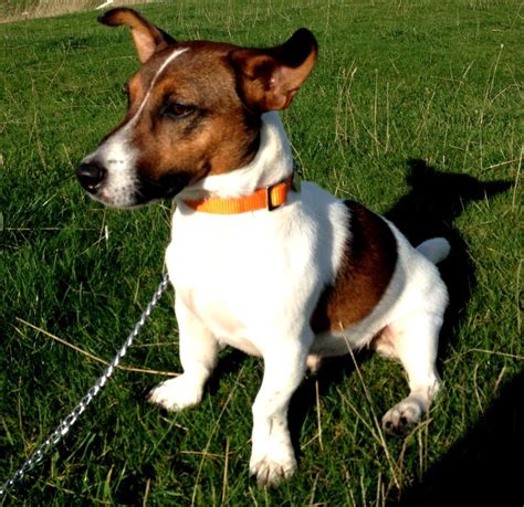 jack russell rehoming uk