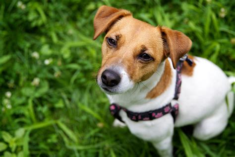 jack russell rescue facebook