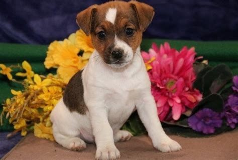 jack russell terrier adoption california
