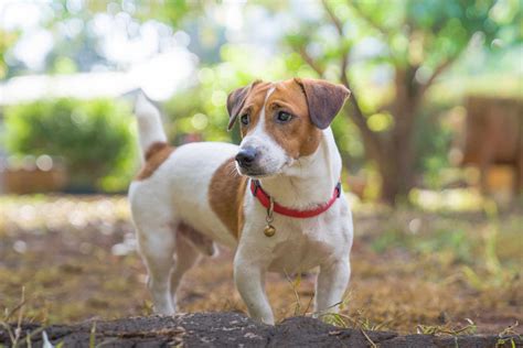 jack russell terrier adult size
