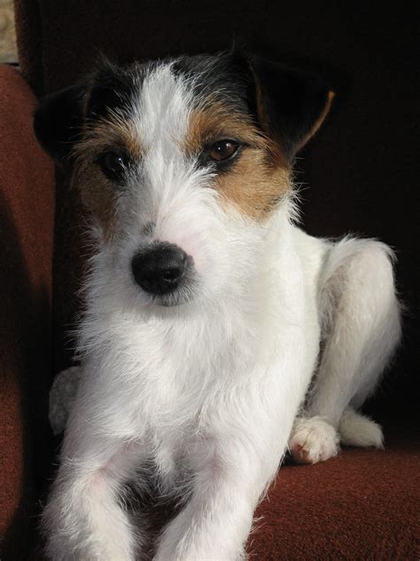 jack russell terrier age