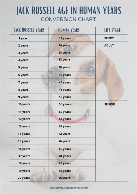 jack russell terrier age chart