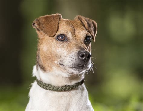 jack russell terrier animal shelter
