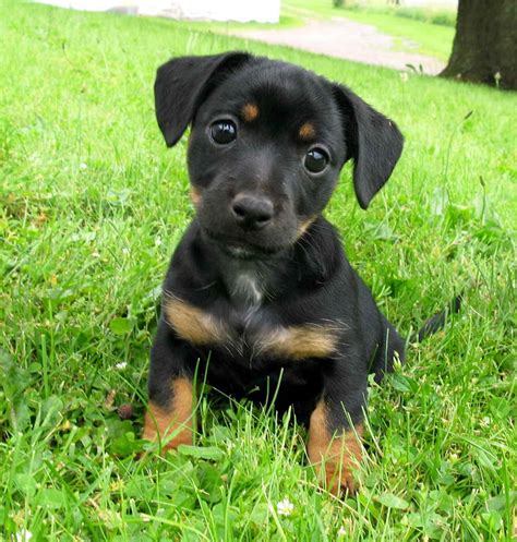 jack russell terrier black and tan