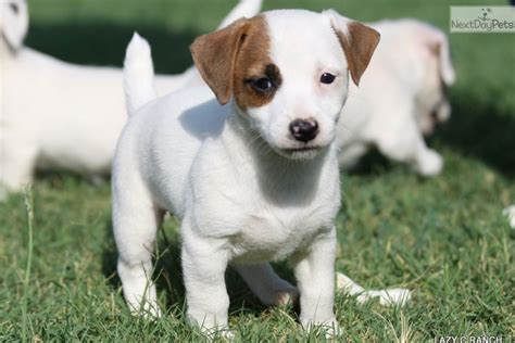 jack russell terrier breeders texas