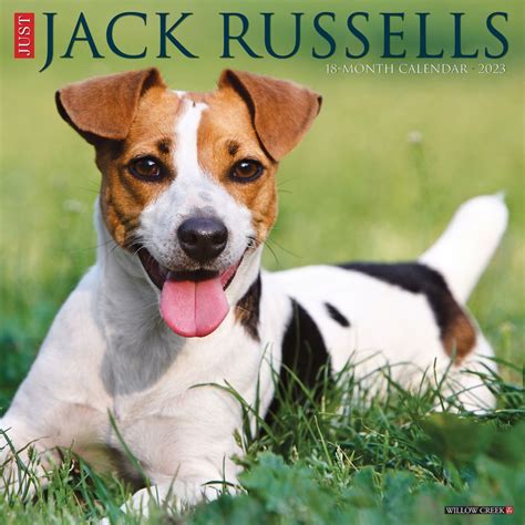 jack russell terrier calendar