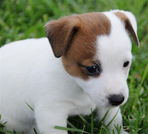 jack russell terrier california