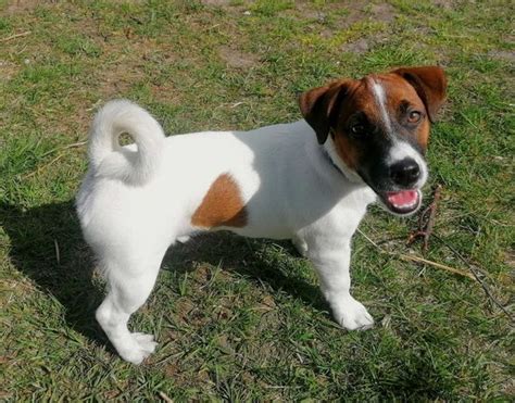 jack russell terrier olx