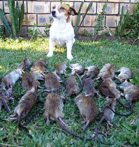 jack russell terrier rats