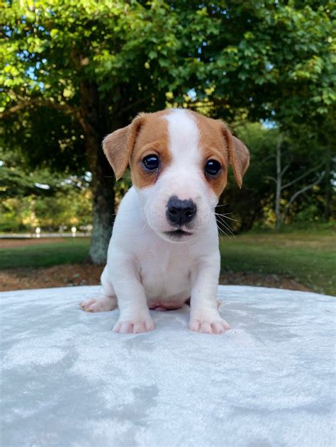 jack russell terriers for sale near me akc