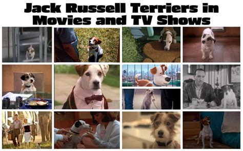 jack russell tv show