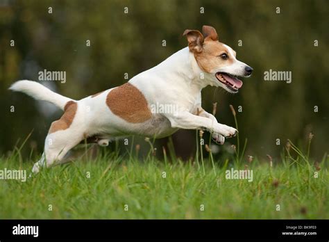 Jack Terrier Running