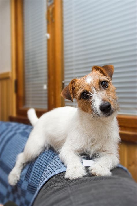 jack the jack russell