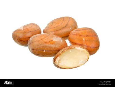 Jackfruit Seed Nut